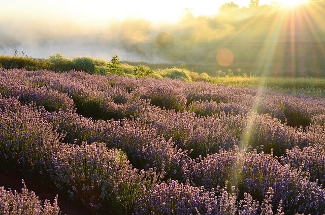 Provence Lavendelfelder 
