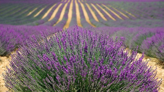 Lavendelfelder Provence 